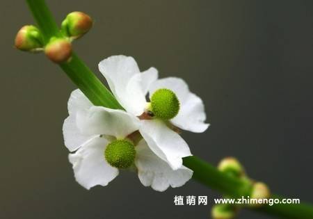 慈姑花图片