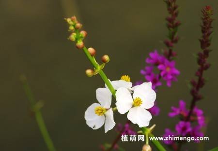 慈姑花图片