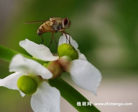 慈姑花图片