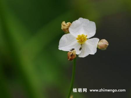 慈姑花图片