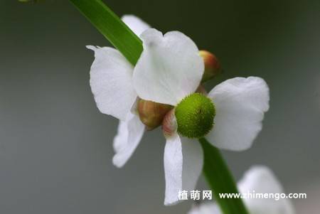 慈姑花图片