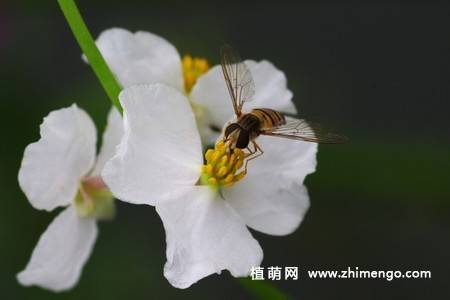 慈姑花图片
