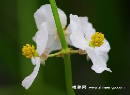 慈姑花图片