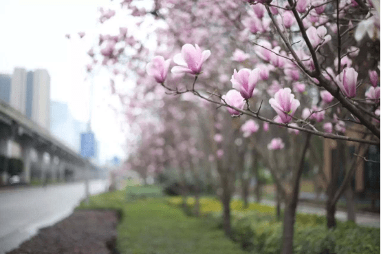 紫玉兰植物图片！紫玉兰高清大图大全！