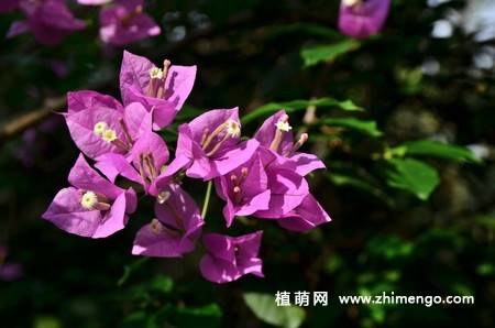 三角梅开花图片