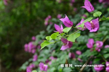 三角梅开花图片