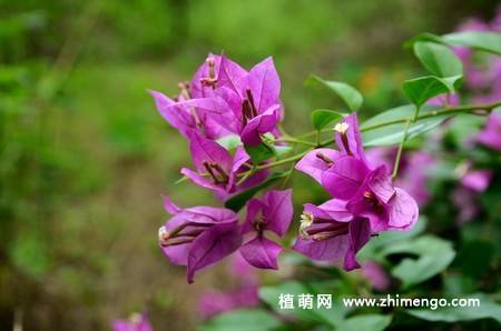 三角梅开花图片