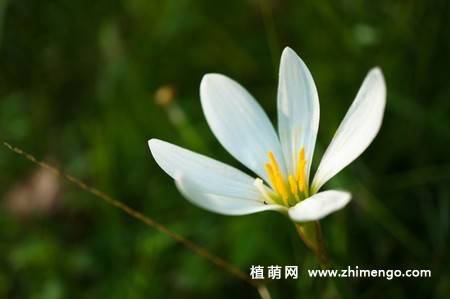 韭兰花图片