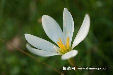 韭兰花图片