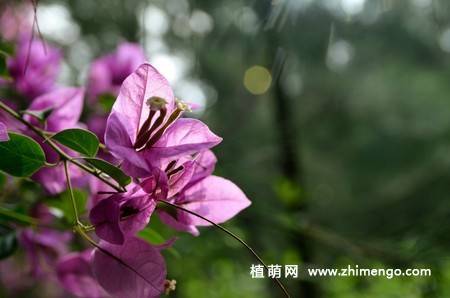 三角梅开花图片