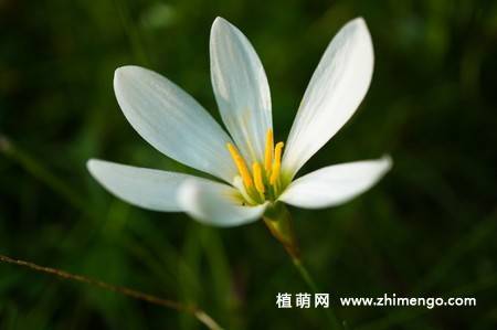韭兰花图片