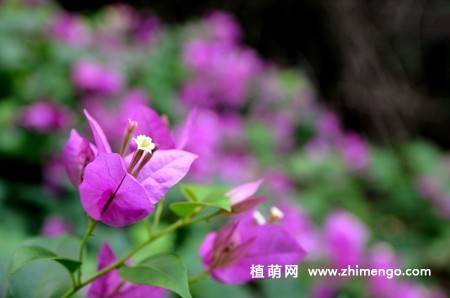 三角梅开花图片