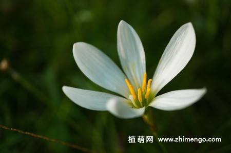 韭兰花图片