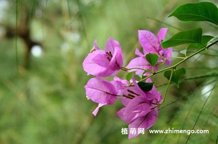 三角梅开花图片
