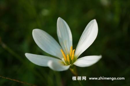 韭兰花图片