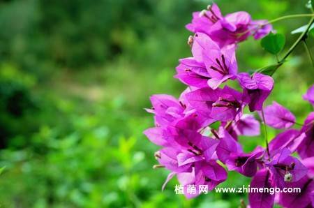 三角梅开花图片