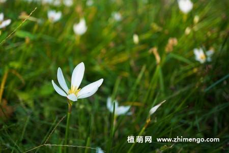 韭兰花图片