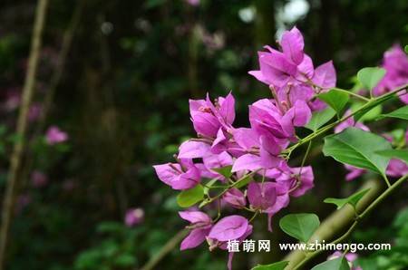 三角梅开花图片