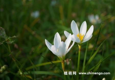韭兰花图片