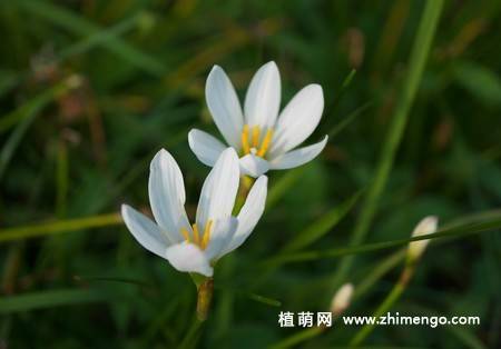 韭兰花图片