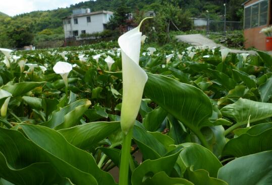 海芋花的开花时间，海芋花的花期管理/四季常开