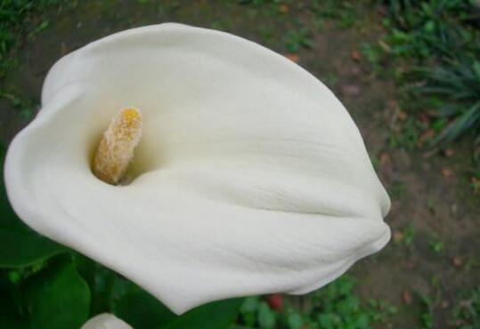海芋花的开花时间，海芋花的花期管理/四季常开