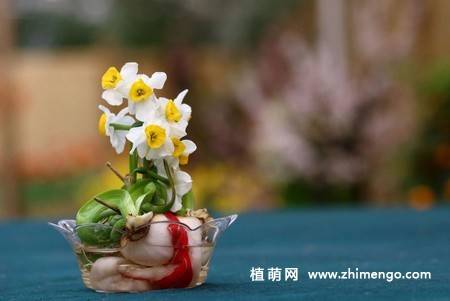 水仙花盆景图片
