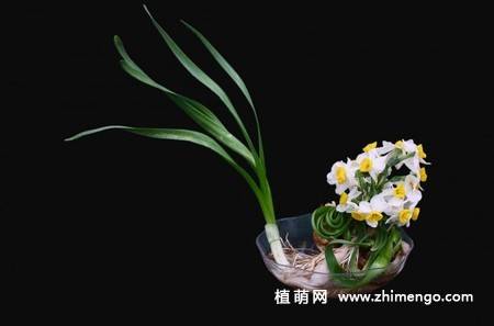 水仙花盆景图片