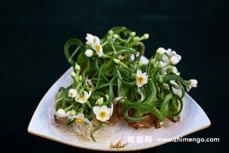 水仙花盆景图片