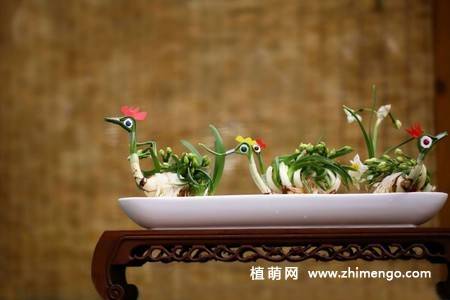 水仙花盆景图片