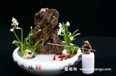 水仙花盆景图片