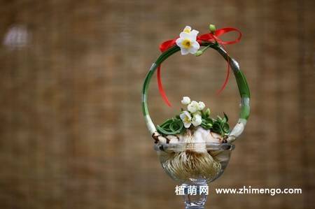 水仙花盆景图片