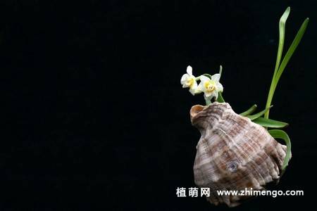 水仙花盆景图片