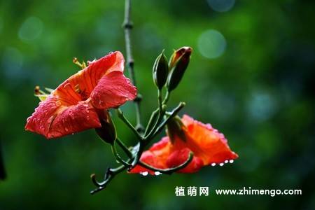 凌霄花图片