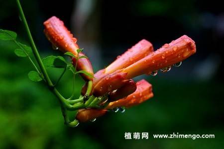 凌霄花图片