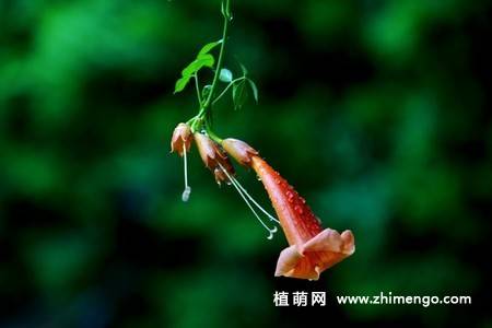 凌霄花图片