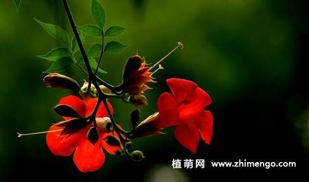 凌霄花图片