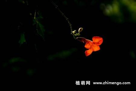 凌霄花图片