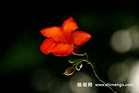 凌霄花图片