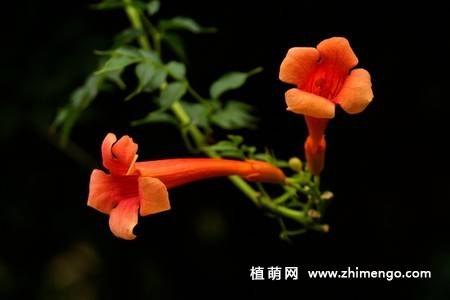 凌霄花图片