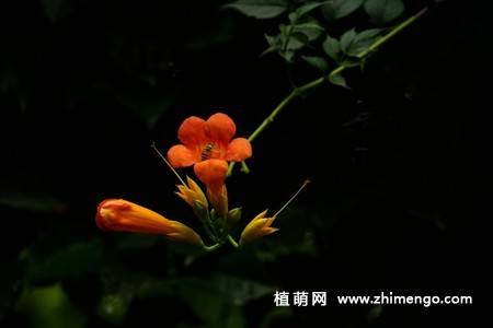 凌霄花图片