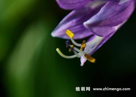 紫玉簪花卉图片