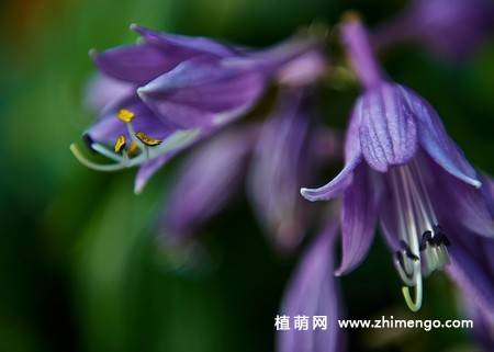 紫玉簪花卉图片