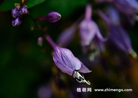 紫玉簪花卉图片