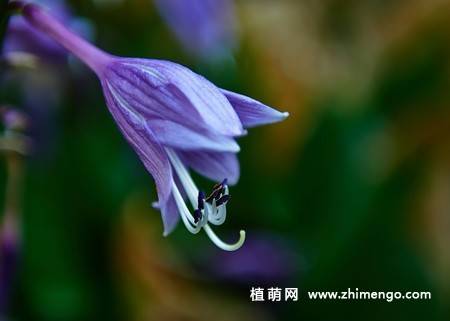 紫玉簪花卉图片