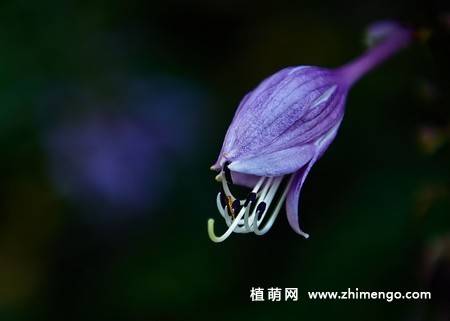 紫玉簪花卉图片