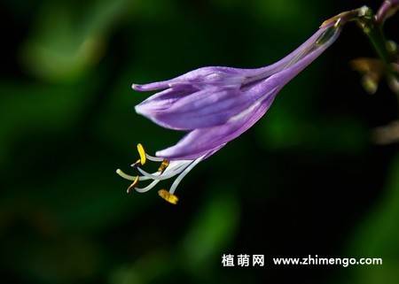 紫玉簪花卉图片