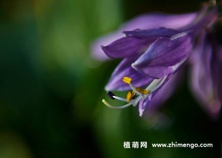 紫玉簪花卉图片