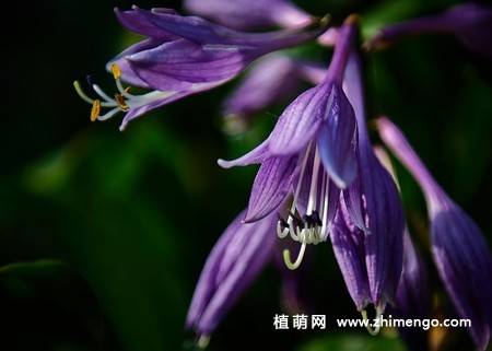 紫玉簪花卉图片