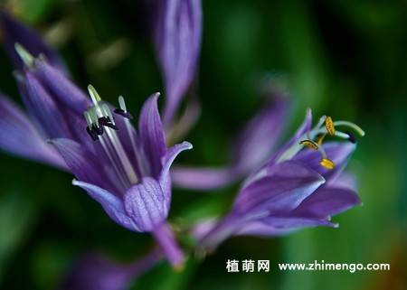 紫玉簪花卉图片